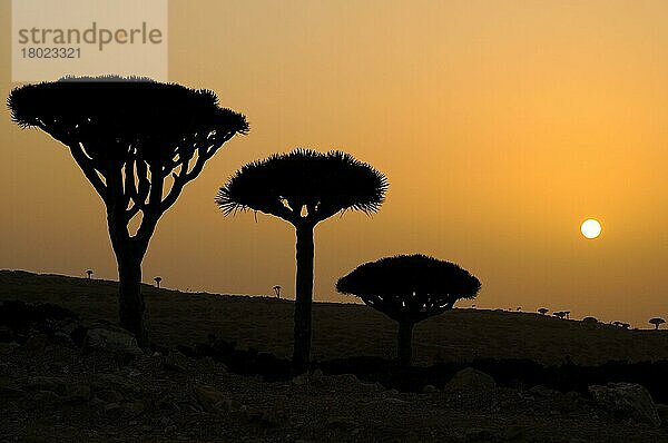 Habitus des Drachenblutbaums (Dracaena cinnabari)  Silhouette bei Sonnenuntergang  Sokotra  Jemen  April  Asien