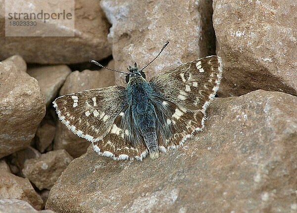 (Hesperiidae)  Andere Tiere  Insekten  Schmetterlinge  Tiere  Sage Skipper (Muschampia proto) adult male  sunning on stony ground  Andalucia  Spain  May