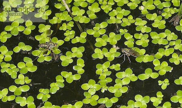 Glitzernde Grüne Fliege (Poecilobothrus nobilitatus)  erwachsenes Paar  Männchen balzende Weibchen  auf der Oberfläche eines mit Wasserlinsen bedeckten Gartenteichs  Dorset  England  Juli