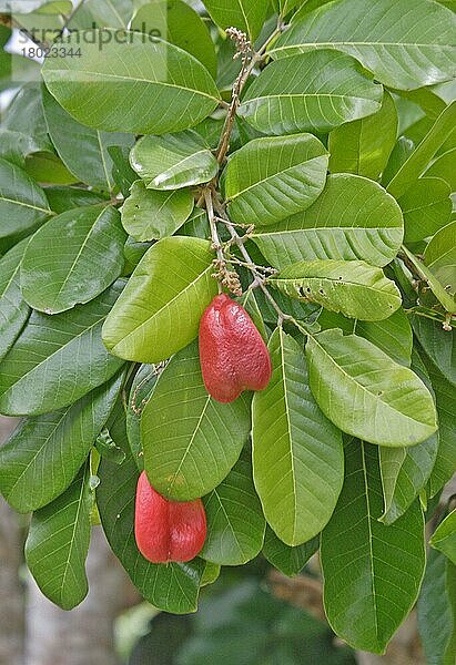 Ackee (Blighia sapida) Nahaufnahme von Früchten und Blättern  Freiheit  Jamaika  Marsch  Mittelamerika