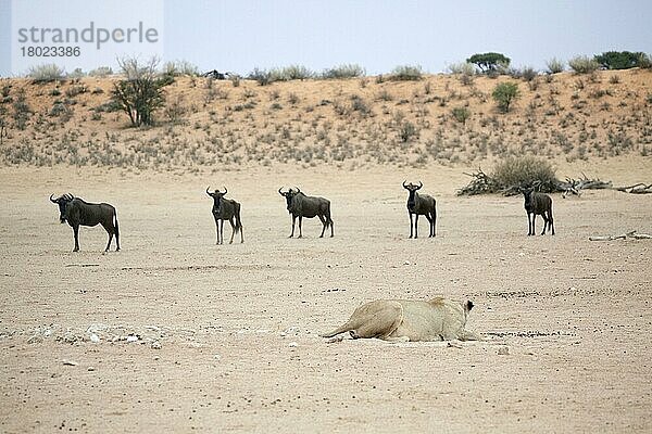 Transvaal-Löwe (Panthera leo krugeri) erwachsenes Weibchen  beobachtet fünf erwachsene Weißschwanzgnu (Connochaetes taurinus taurinus)  Kalahari Gemsbok N. P. Kgalagadi Transfrontier Park  Nordkap  Südafrika  Dezember