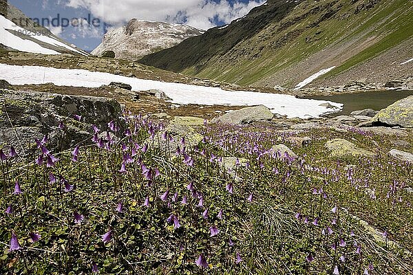 Zwergschneeglöckchen (Soldanella pusilla) Blühmasse  wächst in großer Höhe im Lebensraum Berg  Val Minor  Oberengadin  Ostschweizer Alpen  Schweiz  Juni  Europa