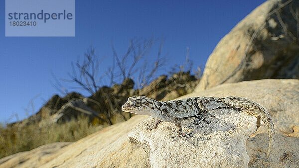 Kleinschuppiger Blattzehen-Gecko (Goggia microlepidota) adult  auf Felsen ruhend  Winterhoekberge  Westkap  Südafrika  Februar