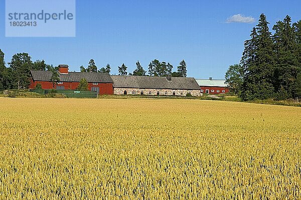 Weizen (Triticum aestivum)  Reifefeld mit entfernter Hofanlage  Schweden  Europa