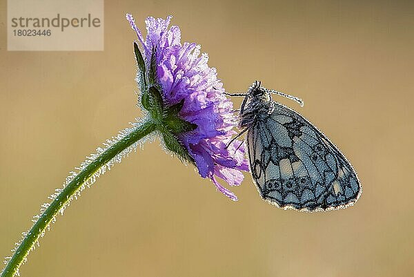 Marmorierter Weißer (Melanargia galathea)  erwachsen  auf der Blüte der Feldkrätze (Knautia arvensis) schlafend  auf Kreidegrasland in der Morgendämmerung  North Downs  Kent  England  Juli