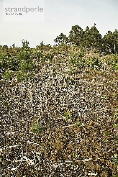 Gewöhnlicher Rhododendron (Rhododendron ponticum) führte invasive Arten ein  getötet  Wirkung des Herbizids ein Jahr nach der Behandlung  Dorset  England  September