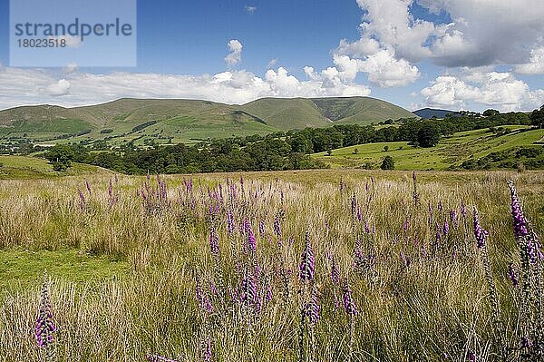 Blühender Fingerhut (Digitalis purpurea)  wächst auf Hochlandweiden  mit Fjälls im Hintergrund  Östliche Howgill-Fjälls  bei Sedbergh  Cumbria  England  Juni