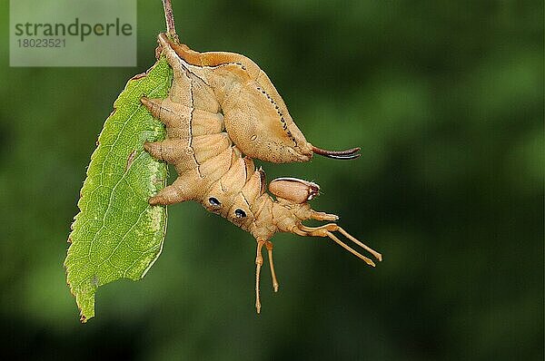 Buchen-Zahnspinner (Stauropus fagi)  Insekten  Motten  Schmetterlinge  Tiere  Andere Tiere  Lobster Moth fully grown larva  in defence posture on blackthorn Oxfordshire  England  Großbritannien  Europa