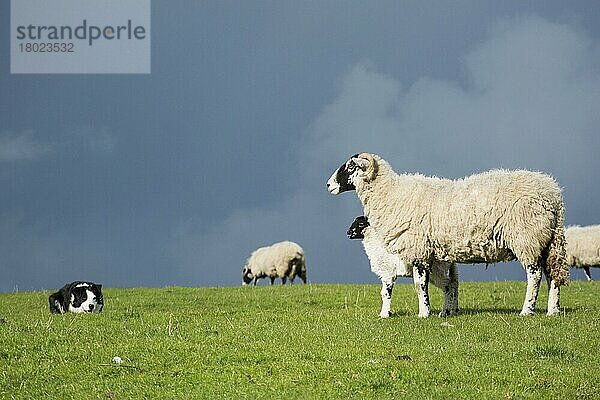 Haushund  Border Collie  arbeitender Schäferhund  erwachsen  arbeitendes Swaledale-Mutterschaf und Lamm auf der Weide  Cumbria  England  Mai