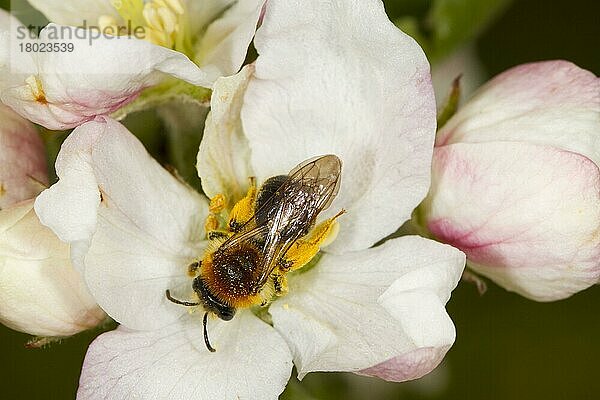 Frühbergbau-Biene (Andrena haemorrhoa)  erwachsenes Weibchen  ernährt und bestäubt Kulturapfel (Malus domestica) 'Adam's Pearmain'-Blüte  wächst im ökologischen Obstgarten  Powys  Wales  Mai