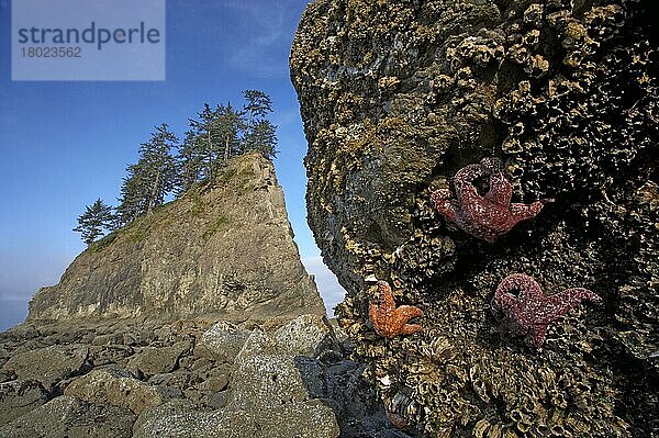 Ockerfarbener Seestern (Pisaster ochraceus)  erwachsen  auf Felsen bei Ebbe  mit vorgelagerten Seestapeln in der Ferne  Olympic N. P. Washington State (U.) S. A