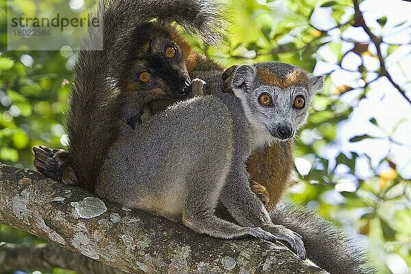 Gekröntes Lemurenweibchen mit brauner Lemurenhybride