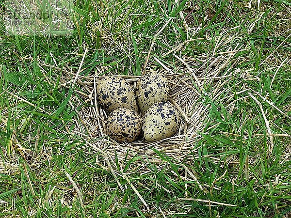 Nordkiebitz (Vanellus vanellus) vier Eier auf Nest in Wiese  Leicestershire  England  Mai