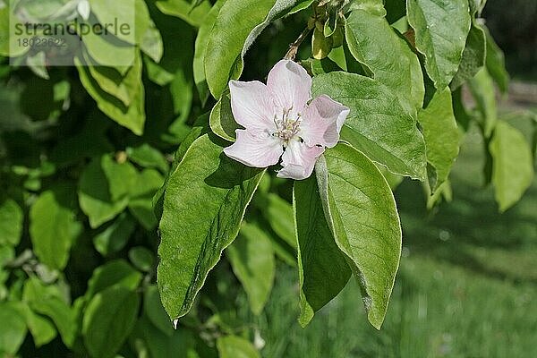 Quitte (Cydonia oblonga) Nahaufnahme von Blüte und Blättern  wächst im Garten  Mendlesham  Suffolk  England  Mai