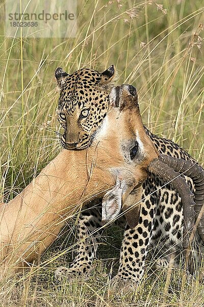 Erwachsener Afrikanischer Leopard (Panthera pardus pardus)  tötet Impala (Aepyceros melampus) Beute im Grasland  Maasai Mara National Reserve  Kenia  August  Afrika