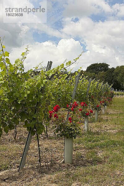 Weinberg mit Weinreben und Rosen am Ende der Reihen gepflanzt  in der Nähe von Appledore  Kent  England  Juli