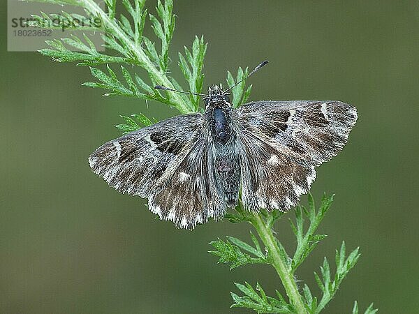 Tufted Marbled Skipper (Carcharodus flocciferus)  erwachsenes Weibchen  auf Vegetation ruhend  Cannobina-Tal  Italienische Alpen  Piemont  Italien  Juli  Europa