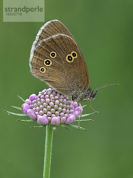 Ringellöckchen (Aphantopus hyperantus) erwachsenes Männchen  ruht auf dem Blütenkopf der Feldkrätze (Knautia arvensis) in der Wiese  bei frühmorgendlichen Regenfällen  Frankreich  Juli  Europa