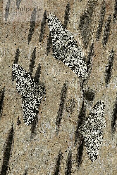 Pfeffermotte (Biston betularia) leichte Form  drei Erwachsene  auf Birkenrinde ruhend  Sheffield  South Yorkshire  England  Juli