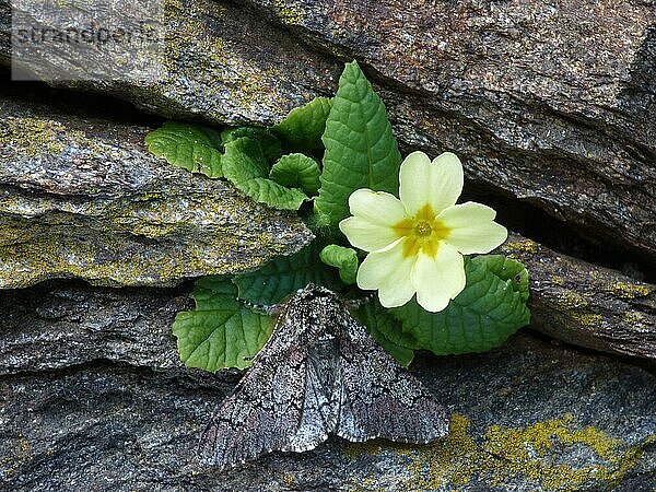 Eichenschönheit (Biston strataria) erwachsen männlich  auf einer Nachtkerze (Primula vulgaris) an einer Trockenmauer wachsend  Cannobina-Tal  Italienische Alpen  Piemont  Italien  März  Europa