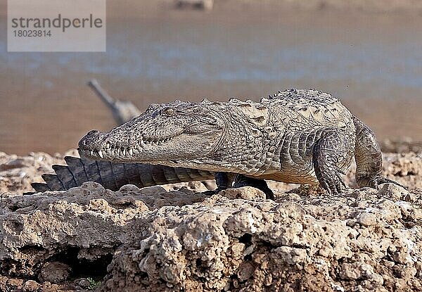 Sumpfkrokodil (Crocodylus palustris) erwachsen  am Flussufer laufend  Chambal-Fluss  Rajasthan  Indien  Januar  Asien