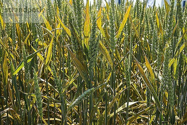 Weizen (Triticum aestivum) -Kulturpflanze  Blätter mit Pilzkrankheit Gelbrost (Puccinia striiformis) infiziert  Lincolnshire  England  Juni