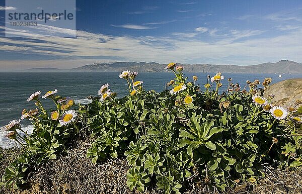 Seaside Fleabane (Erigeron glaucus) blüht  wächst auf einer Klippe im Küstenhabitat  San Francisco Bay  Kalifornien (U.) S. A. November