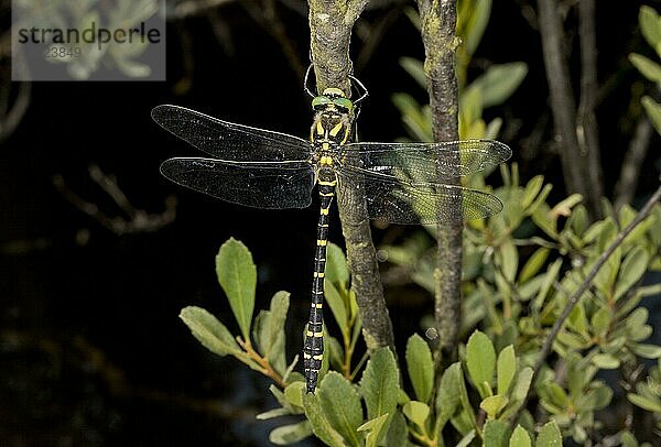 Zweigestreifte Quelljungfer (Cordulegaster boltonii)  Zweigestreifte Quelljungfern  Andere Tiere  Insekten  Libellen  Tiere  Gold-ringed Dragonfly adult male  resting on twig beside stream  New Forest  Hampshire  England  July