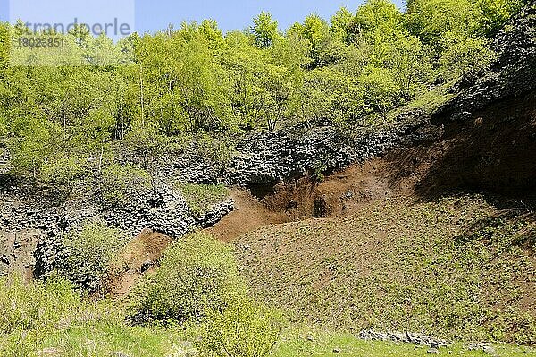 Basalt  Basaltprismenwand  Biosphärenreservat Rhön  Bayern  Deutschland  Europa