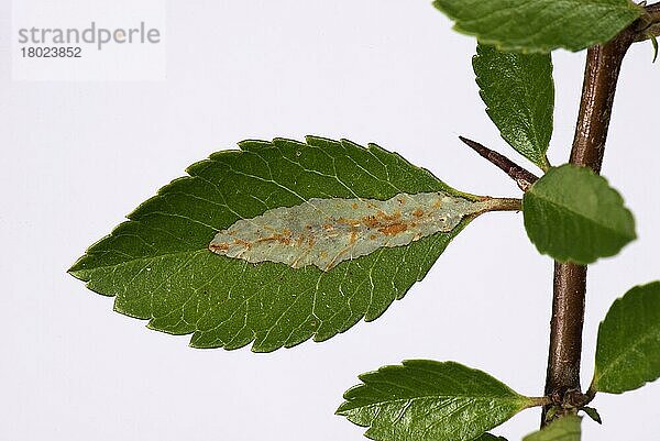 Blattminierer  Phyllonorycter leucographella  Minenschaden an einem Feuerdorn (Pyracantha)  Blatt