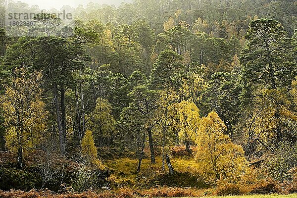 Waldlebensraum Waldkiefer (Pinus sylvestris) und Birke (Betula pendula)  Glen Strathfarrar  Inverness-shire  Highlands  Schottland  Oktober