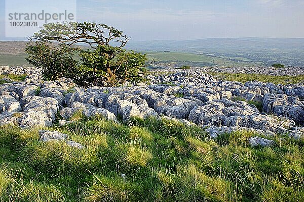 Blick auf Kalksteinpflaster und Weißdornbaum  Twistleton Scars  bei Ingleborough  Ribblesdale  Yorkshire Dales N. P. North Yorkshire  England  August