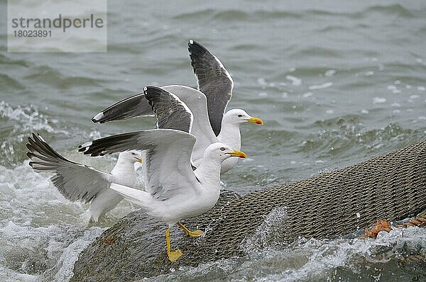 Heringsmöwen auf Netz von Garnelenfischer  Insel Texel  Nordsee  Nordholland  Niederlande  Europa