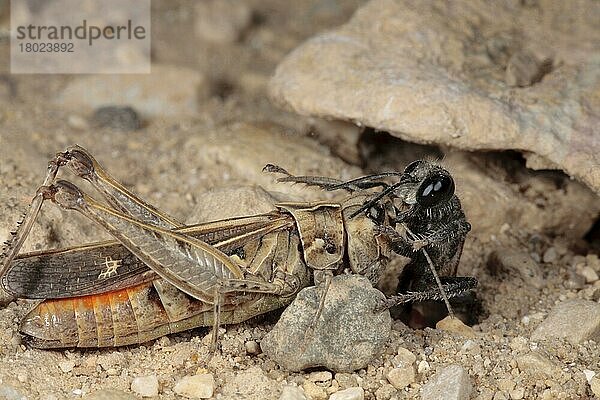 Sandwespe (Sphex albisectus)  erwachsenes Weibchen  schleppt gelähmte Heuschrecken-Beute in den Nisthöhlenbau  Chaine des Alpilles  Bouches-du-Rhone  Provence  Frankreich  Juni  Europa