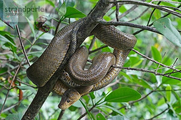 Boa  Boas  Andere Tiere  Reptilien  Schlangen  Tiere  Ruschenberg's Tree Boa (Corallus ruschenbergerii) adult  coiled on Trinidad and Tobago  November