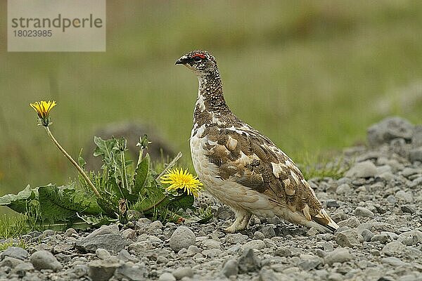 Alpenschneehuhn (Lagopus muta) erwachsenes Männchen  Übergangsgefieder  stehend auf Kies  Nordisland  Juni