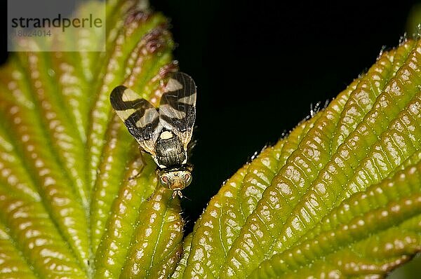 Distelgallfliege (Urophora cardui) erwachsen  auf Blatt ruhend  Naturschutzgebiet Crossness  Bexley  Kent  England  Juni