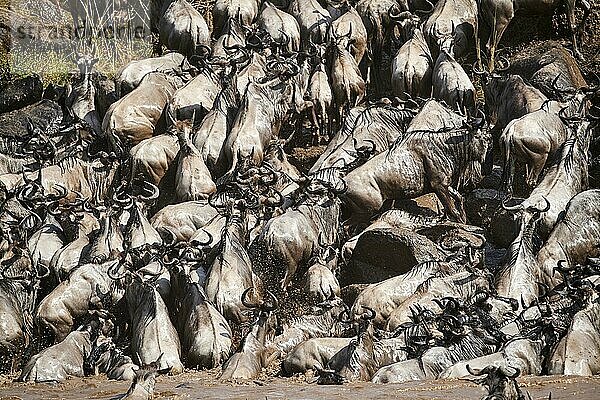 Östliche Weißbartgnu-Herde {Connochaetes taurinus} klettert nach Flussüberquerung ans Ufer. Masai Mara-Nationalreservat  Kenia  Afrika