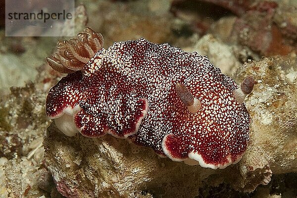 Prachtsternschnecke (Chromodoris reticulata)  Molukken  Pazifik  Indonesien  Asien