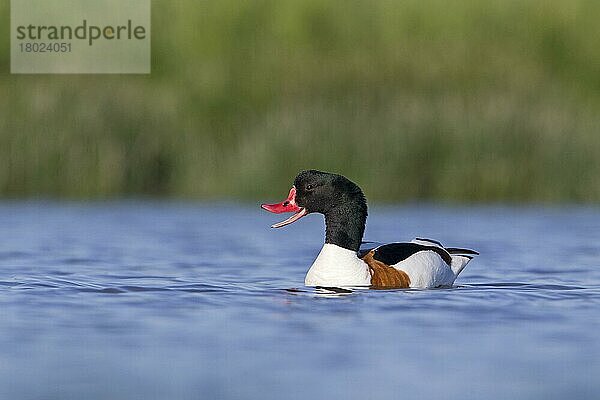 Brandgans (Tadorna tadorna) erwachsenes Männchen  rufend  schwimmt auf dem Teich  Suffolk  England  Juni