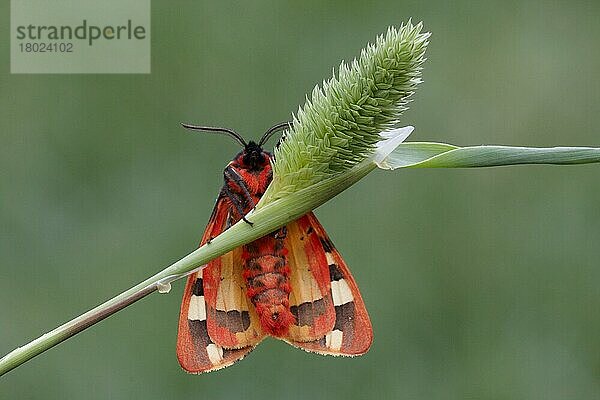 Cremefleckentiger (Arctia villica britannica) erwachsenes weibliches Tier  auf Gras ruhend  Sizilien  Italien  April  Europa