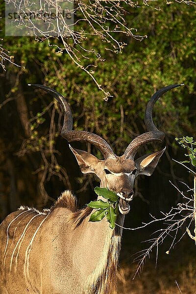 Großer Kudu (Tragelaphus strepsiceros)  Männche frisst Blätter  South Luangwa National Park  Sambia  Afrika