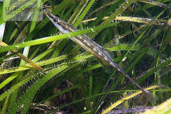Fünfzehndorniger Stichling (Spinat-Spinat)  erwachsen  schwimmt zwischen Seegras  Studland Bay  Isle of Purbeck  Dorset  England  August