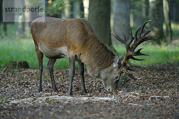 Rothirsch (Cervus elaphus)  männlich  frisst Bucheckern