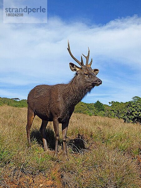 Sambar (Rusa unicolor)  erwachsener Mann  stehend in montanem Grasland  Horton Plains N.P.  Sri Lanka  Februar  Asien