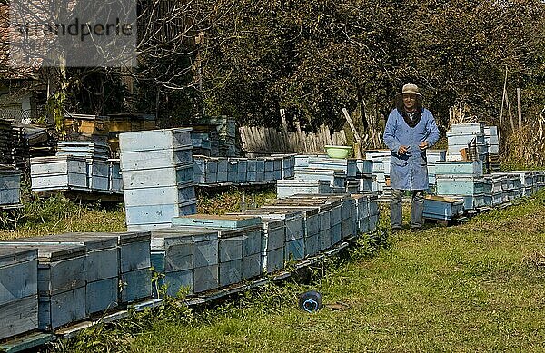 Bienenzucht  Imker zwischen den Bienenstöcken in einem alten sächsischen Dorf  Mesendorf  Siebenbürgen  Rumänien  Oktober  Europa