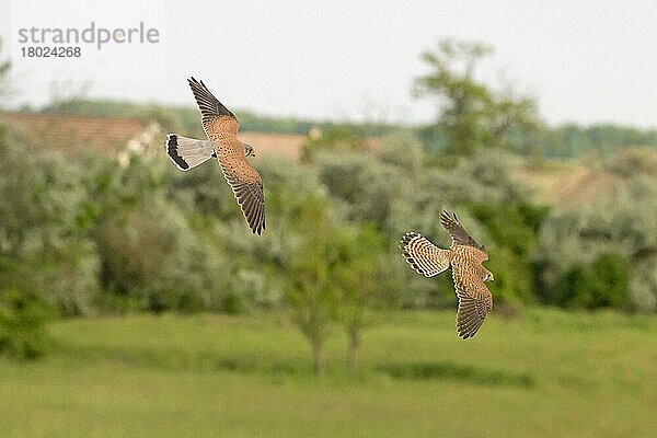 Turmfalke (Falco tinnunculus) erwachsenes Paar  fliegend  Hortobagy N.P.  Ungarn  Mai  Europa