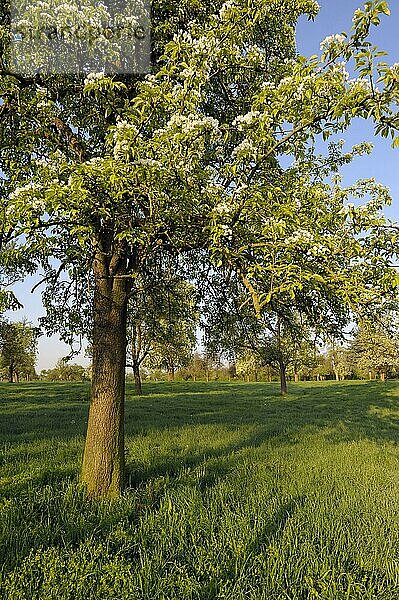 Obstbaum  Obstwiese  Löhnen  Niederrhein  Nordrhein-Westfalen  Deutschland  Europa