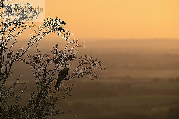 Rotmilan (Milvus milvus) erwachsen  in einem Baum sitzend  Silhouette bei Sonnenuntergang  Chilterns  Buckinghamshire  England  Juni