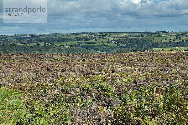 Ansicht eines Heidemoorlandes mit weidender Weide in der Ferne  North York Moors N.P.  North Yorkshire  England  Großbritannien  Europa